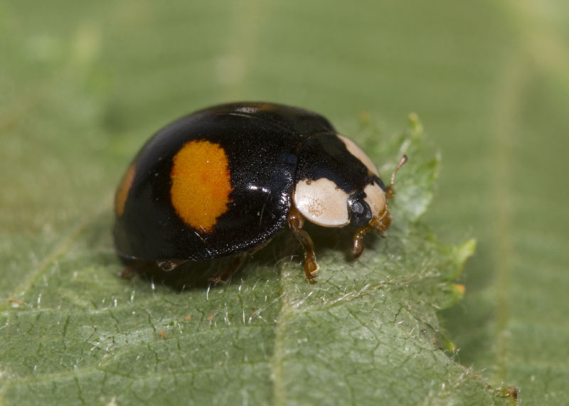 Coccinellidae: Harmonia axyridis